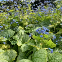 Brunnera macrophylla 'Jack's Gold'